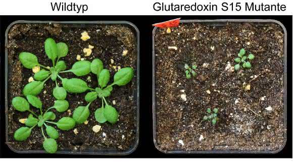Arabidopsis-Keimlinge