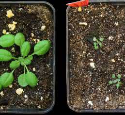 Arabidopsis-Keimlinge