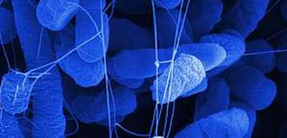 E.coli Biofilm