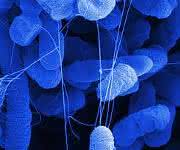 E.coli Biofilm