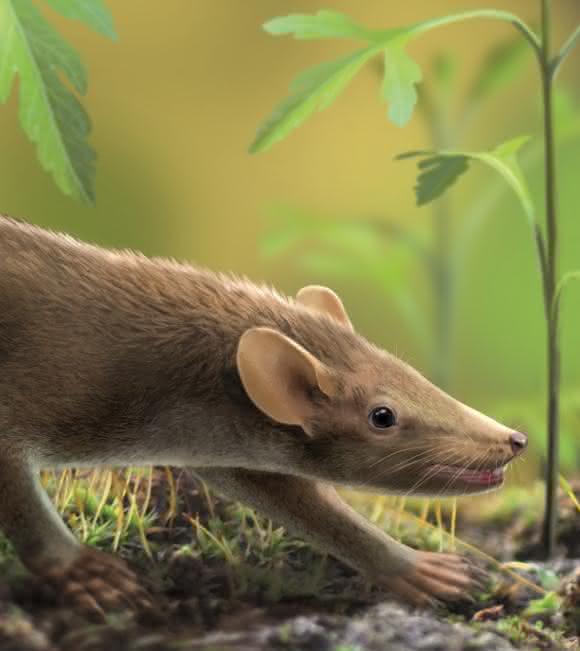 Lebendrekonstruktion des Ursäugers Spinolestes im kreidezeitlichen Las Hoyas Feuchtbiotop. (Zeichnung: Oscar Sanisidro. Mit Genehmigung der Nature Publishing Group)