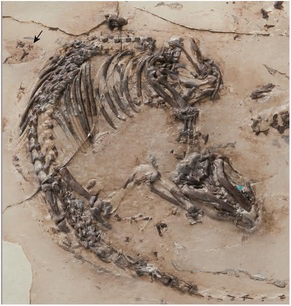 Skelett des kreidezeitlichen Ursäugers: Spinolestes mit erhaltenem Fellschatten. Am oberen Bildrand (Pfeil) erkennt man die Ohrmuschel. Das Skelett wurde bei der Präparation auf eine Kunstoff-Matrix transferiert. (Foto: Georg Oleschinski. Mit Genehmigung der Nature Publishing Group)
