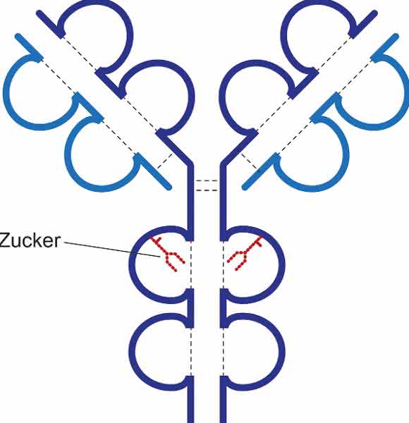 Antikörper sind Y-förmig gebaute Moleküle. Zuckerstrukturen (rot), die an das Antikörperprotein gekoppelt sind, spielen eine wichtige Rolle für die Funktion von Antikörpern. Das Vorhandensein von Sialinsäure an dem Zucker führt dazu, dass Antikörper weniger stark ihre Zielzellen angreifen und zerstören. (Bild: UZH)