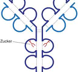 Antikörper sind Y-förmig gebaute Moleküle. Zuckerstrukturen (rot), die an das Antikörperprotein gekoppelt sind, spielen eine wichtige Rolle für die Funktion von Antikörpern. Das Vorhandensein von Sialinsäure an dem Zucker führt dazu, dass Antikörper weniger stark ihre Zielzellen angreifen und zerstören. (Bild: UZH)