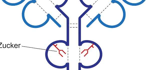 Antikörper sind Y-förmig gebaute Moleküle. Zuckerstrukturen (rot), die an das Antikörperprotein gekoppelt sind, spielen eine wichtige Rolle für die Funktion von Antikörpern. Das Vorhandensein von Sialinsäure an dem Zucker führt dazu, dass Antikörper weniger stark ihre Zielzellen angreifen und zerstören. (Bild: UZH) Antikörper sind Y-förmig gebaute Moleküle. Zuckerstrukturen (rot), die an das Antikörperprotein gekoppelt sind, spielen eine wichtige Rolle für die Funktion von Antikörpern. Das Vorhandensein von Sialinsäure an dem Zucker führt dazu, dass Antikörper weniger stark ihre Zielzellen angreifen und zerstören. (Bild: UZH)