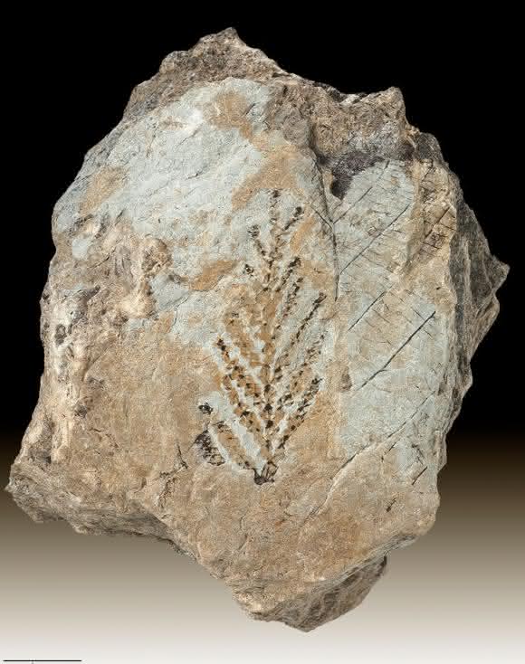 Fossilierte Pflanze aus der Familie der Zypressengewächse. (© Georg Oleschinski / Universität Bonn)