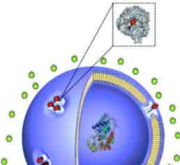 Nanobläschen Nanobläschen
