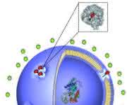 Nanobläschen