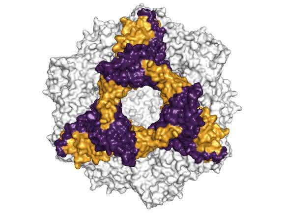 alpha-B-Crystallin
