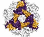 alpha-B-Crystallin