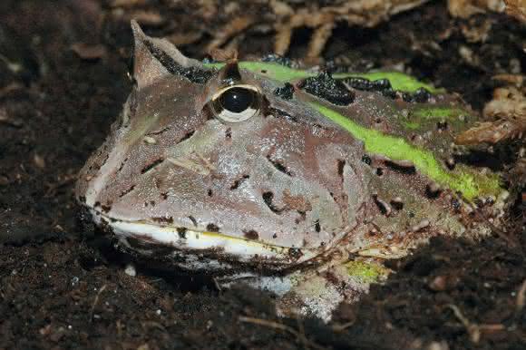 Schmuckhornfrosch
