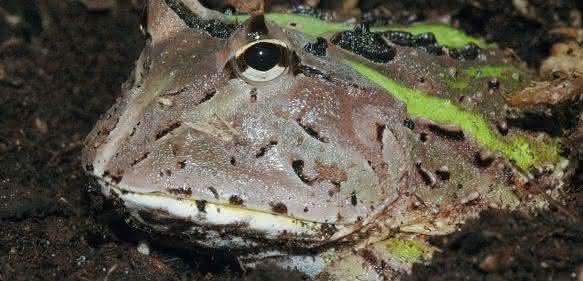 Schmuckhornfrosch