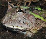 Schmuckhornfrosch