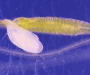Rübenzystennematode
