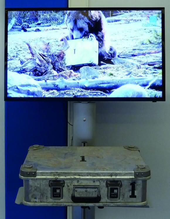 Bärentest im Museum Zarges