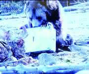 Zarges-Box ist Bear-Proofed