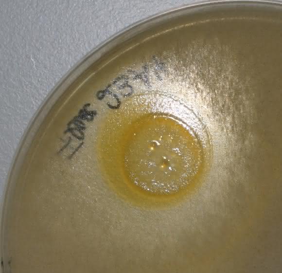 Das Bakterium Chitinophaga pinensins (gelb), das die jetzt entdeckten Substanzen Pinensin A und B produziert, hemmt auf einer Agarplatte das Wachstum eines Mucor-Pilzes. (© HZI / Mohr)