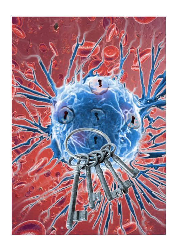 Krebszellen passen sich jedoch an und werden immun, daher muss auch die optimale Therapie im zeitlichen Verlauf immer wieder angepasst werden. (Bild: Research Institute of Molecular Pathology (IMP))