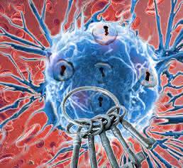 Krebszellen passen sich jedoch an und werden immun, daher muss auch die optimale Therapie im zeitlichen Verlauf immer wieder angepasst werden. (Bild: Research Institute of Molecular Pathology (IMP))