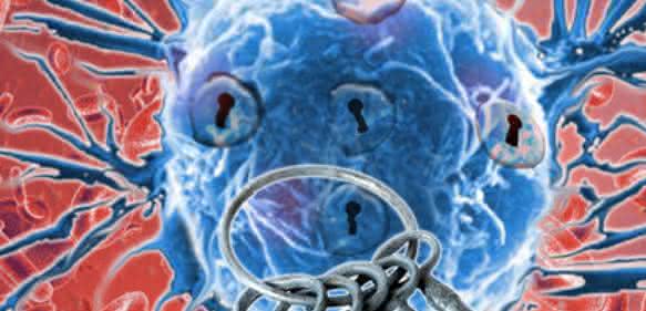 Krebszellen passen sich jedoch an und werden immun, daher muss auch die optimale Therapie im zeitlichen Verlauf immer wieder angepasst werden. (Bild: Research Institute of Molecular Pathology (IMP)) Krebszellen passen sich jedoch an und werden immun, daher muss auch die optimale Therapie im zeitlichen Verlauf immer wieder angepasst werden. (Bild: Research Institute of Molecular Pathology (IMP))