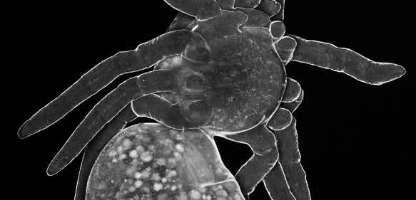 Foto einer Spinnenlarve mit verdoppelten Pedipalpen – ein Gliedmaßen-Paar, das vorne am Kopf sitzt.