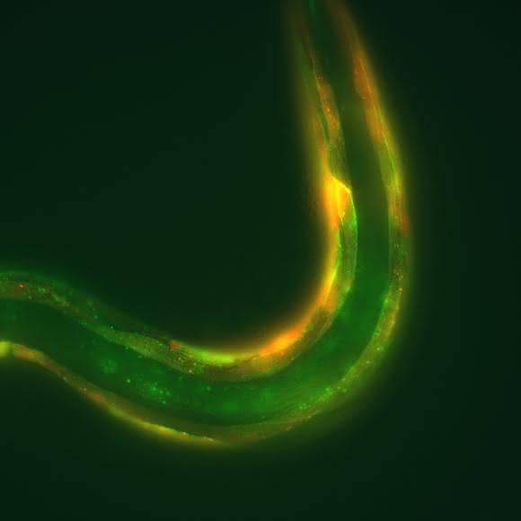 Fadenwurm C. elegans exprimiert in seinen Körperwandmuskeln das Protein CyclOp (rot) zusammen mit einem cGMP-aktivierten Ionenkanal (grün)
