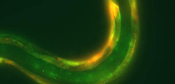 Fadenwurm C. elegans exprimiert in seinen Körperwandmuskeln das Protein CyclOp (rot) zusammen mit einem cGMP-aktivierten Ionenkanal (grün) Fadenwurm C. elegans exprimiert in seinen Körperwandmuskeln das Protein CyclOp (rot) zusammen mit einem cGMP-aktivierten Ionenkanal (grün)
