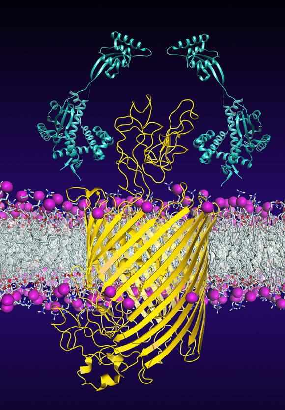 Chaperone (hellblau) helfen beim Einbau und der Faltung des bakteriellen Membranproteins FhuA (gelb). (Bild: Universität Basel, Biozentrum)