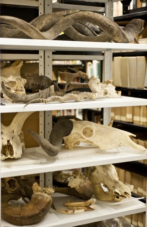 Tierpräparate: Die naturhistorischen Museen der Erde beherbergen Millionen von Tierpräparaten