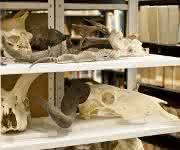 Tierpräparate: Die naturhistorischen Museen der Erde beherbergen Millionen von Tierpräparaten Tierpräparate: Die naturhistorischen Museen der Erde beherbergen Millionen von Tierpräparaten