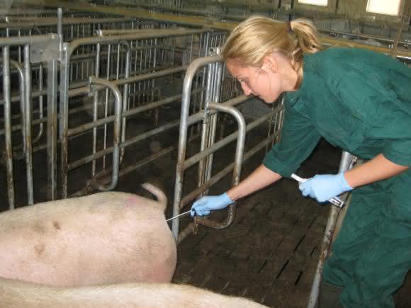 Dr. Ricarda Schmithausen überprüft durch die Entnahme mikrobieller Proben, ob die Desinfektions-Maßnahmen Erfolg hatten. (© Foto: Ricarda Schmithausen / Uni Bonn) Dr. Ricarda Schmithausen überprüft durch die Entnahme mikrobieller Proben, ob die Desinfektions-Maßnahmen Erfolg hatten. (© Foto: Ricarda Schmithausen / Uni Bonn)