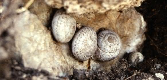 Kreuzritter-Schnecke Levantina spiriplana auf Rhodos