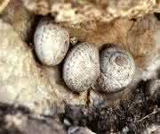 Kreuzritter-Schnecke Levantina spiriplana auf Rhodos