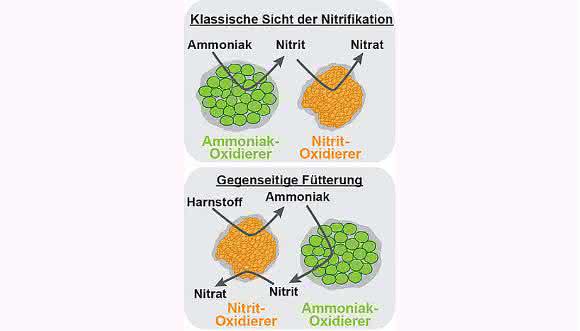 Nitrifikation