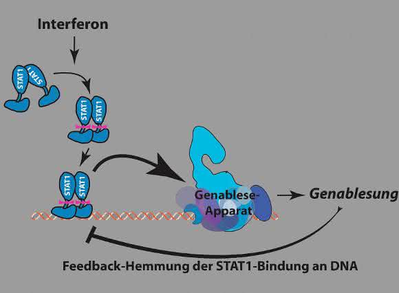 Immunantwort