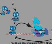 Immunantwort
