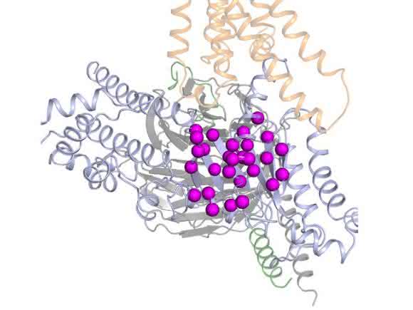 G-Protein