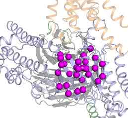 G-Protein