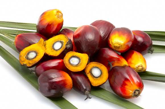 Palmölfrüchte