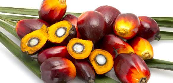 Palmölfrüchte