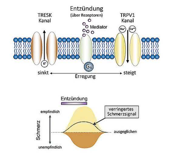 Entzündungsmediatoren