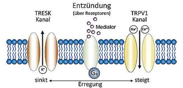 Entzündungsmediatoren