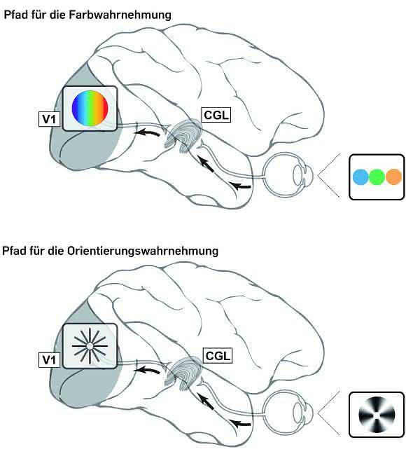 Orientierungswahrnehmung