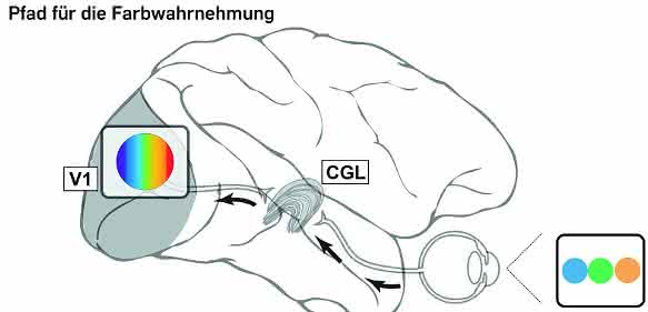 Orientierungswahrnehmung