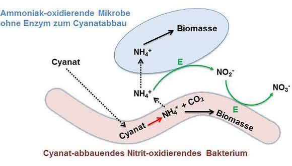 Cyanatabbau