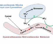 Cyanatabbau