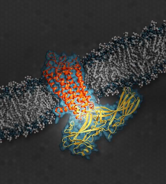 Signalprotein Arrestin