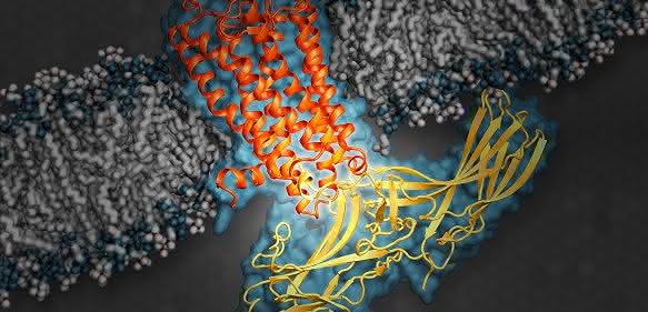 Signalprotein Arrestin
