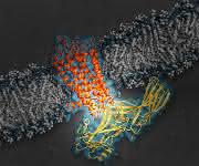 Signalprotein Arrestin