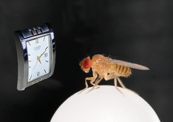 Fruchtfliege Fruchtfliege